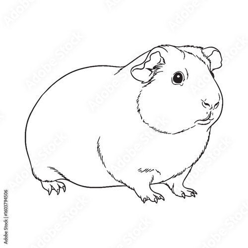 Hardy Guinea Pig Terrestrial Form View - Guinea Pig vector - Guinea Pig Line art - Guinea Pig Drawing - Vector Lineart of Guinea Pig - guinea pig icon - outline of guinea pig

