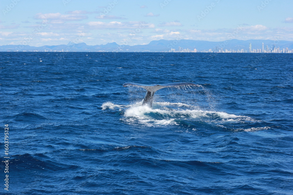 Naklejka premium Humpback Whales jumping out of water