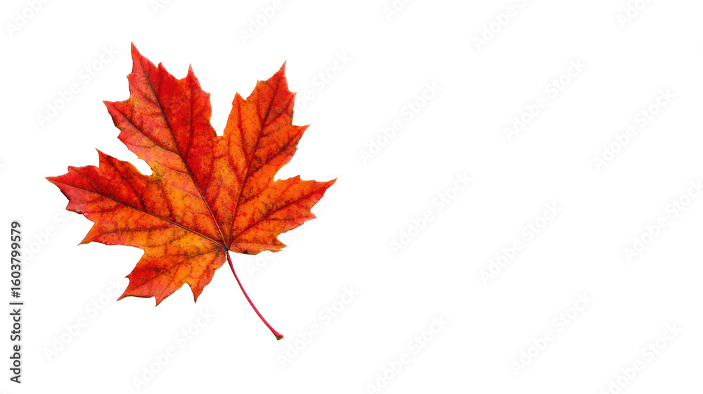 Fototapeta premium Vibrant red maple leaf isolated on white background, showcasing intricate details and natural beauty.
