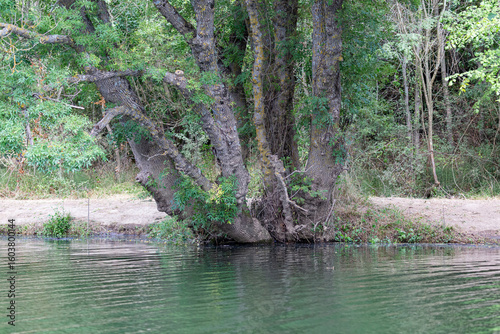 Tree near to the water