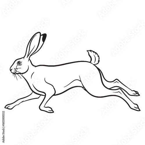 Full Hare Essential Nature Glimpse - Hare vector - Hare Line art - Hare Drawing - Vector Lineart of Hare - Hare illustration - hare outline

