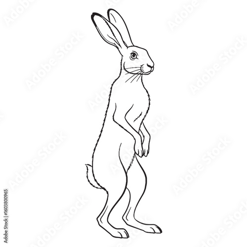 Ultimate Hare Untamed Spirit Vision - Hare vector - Hare Line art - Hare Drawing - Vector Lineart of Hare - Hare illustration - hare outline

