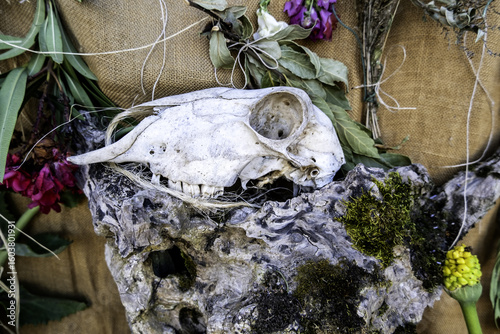 Dead goat skull