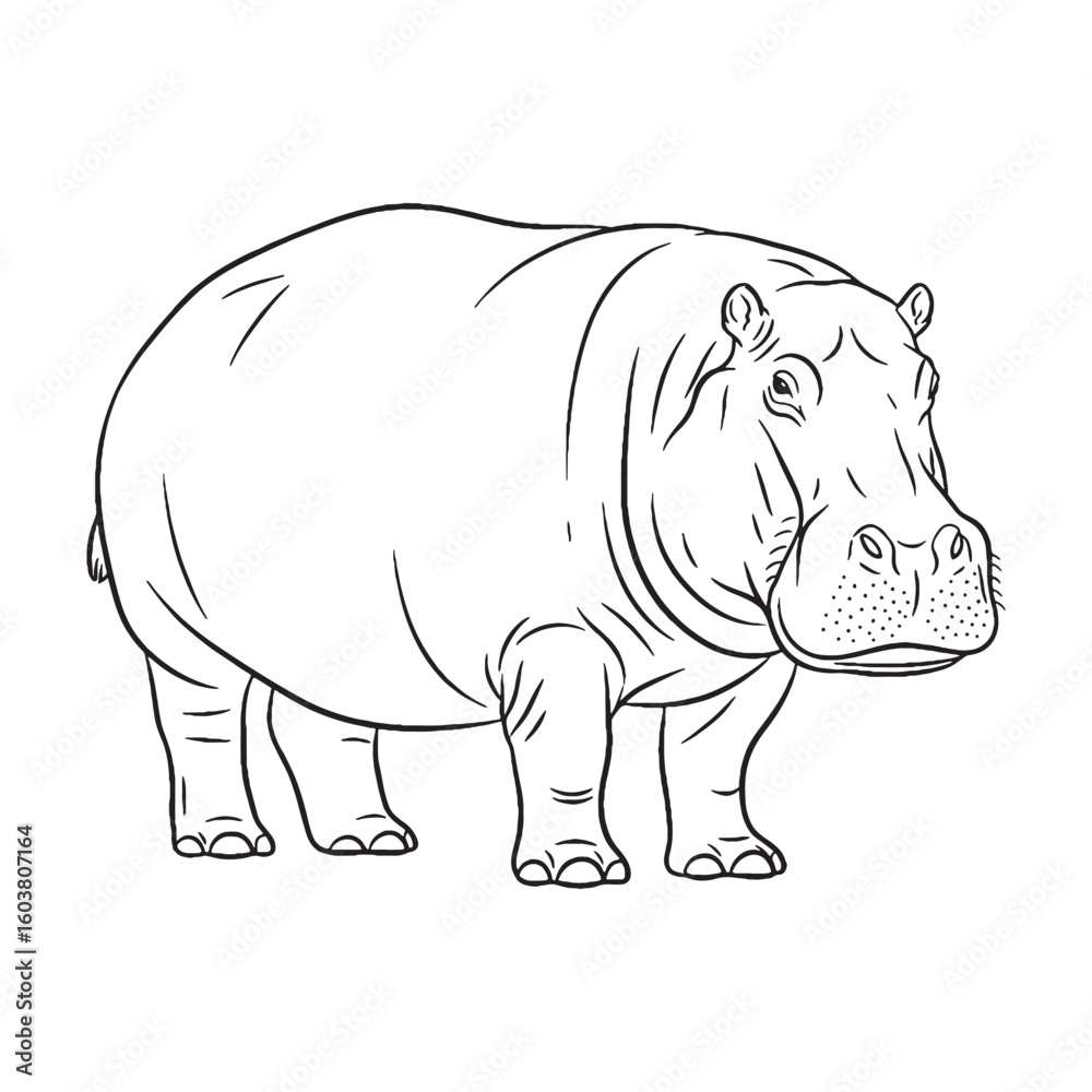 Fototapeta premium Key Hippo Rare Trait Element - Hippo vector - Hippo Line art - Hippo Drawing - Vector Lineart of Hippo - Hippo illustration - vector of hippo