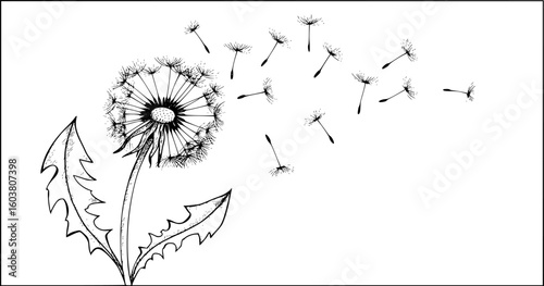 a black and white sketch of dandelion flowers with seeds blowing in the wind