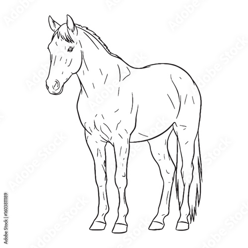 Potent Horse Determined Character Sense - Horse vector - Horse Line art - Horse Drawing - Vector Lineart of Horse - Horse illustration - vector of horse

