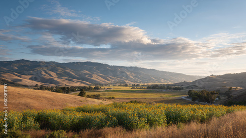 stunning summer landscape featuring magnificent sunflower fields in california bathed in golden sunlight