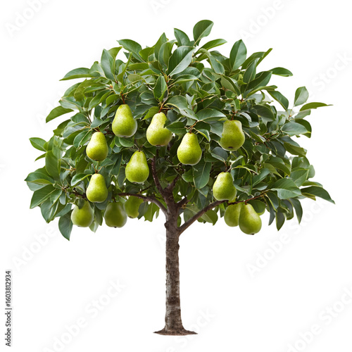 Pear Tree isolated on a transparent background