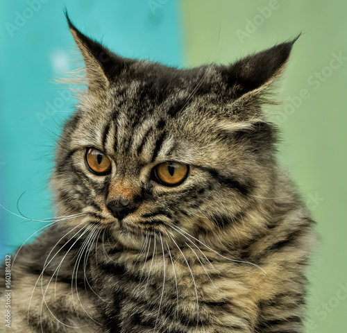 close up portrait of a cat