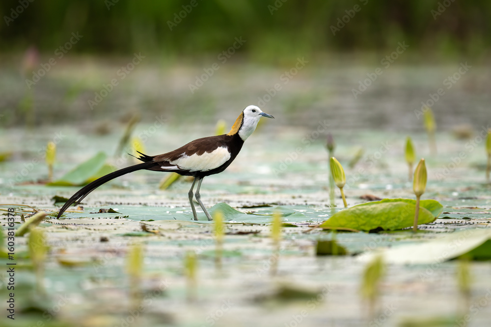 Fototapeta premium A Pheasant-tailed Jacana produces distinct warning calls close to its hidden nest, showing strong territorial behavior in a lush aquatic habitat. 
