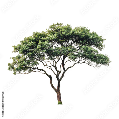 Ironwood Tree isolated on a transparent background