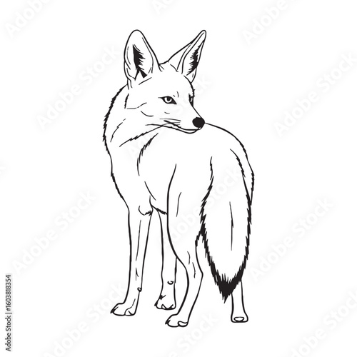Deepest Jackal Resilience Capacity - Jackal vector - Jackal Line art - Jackal Drawing - Vector Lineart of Jackal - Jackal icon - its enduring hardy unchanging soul

