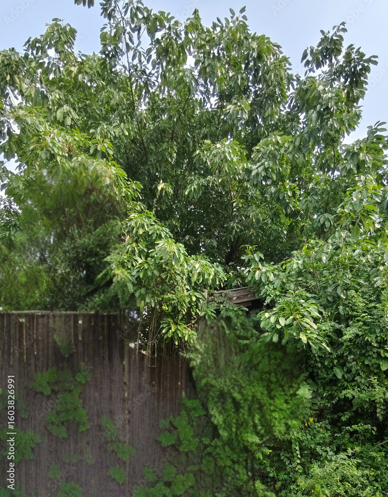 Fototapeta premium Lush green foliage thrives behind a weathered wooden fence, creating a vibrant natural barrier.