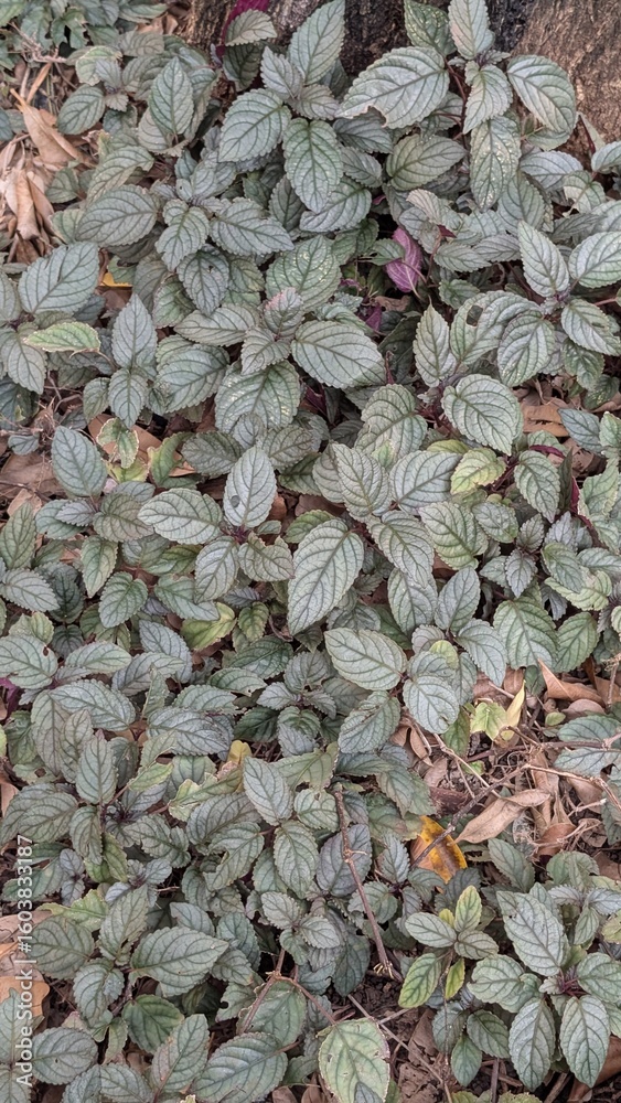 Obraz premium green tea leaves