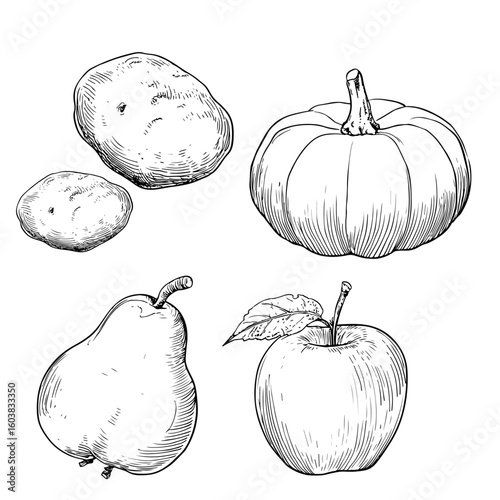 Set of fruits and vegetables line art and vegetables doodles, hand drawn icon illustrations on white background. 