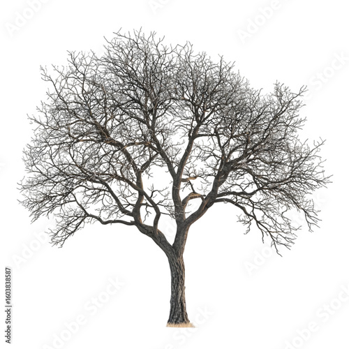 Elm Tree isolated on a transparent background