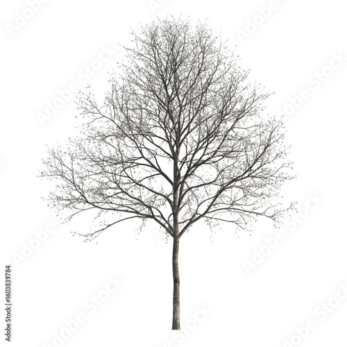Beech Tree isolated on a transparent background