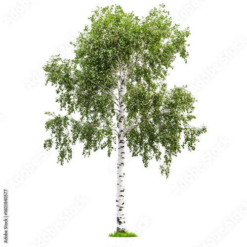 Birch Tree isolated on a transparent background