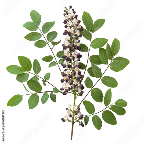 Black Locust Tree isolated on a transparent background