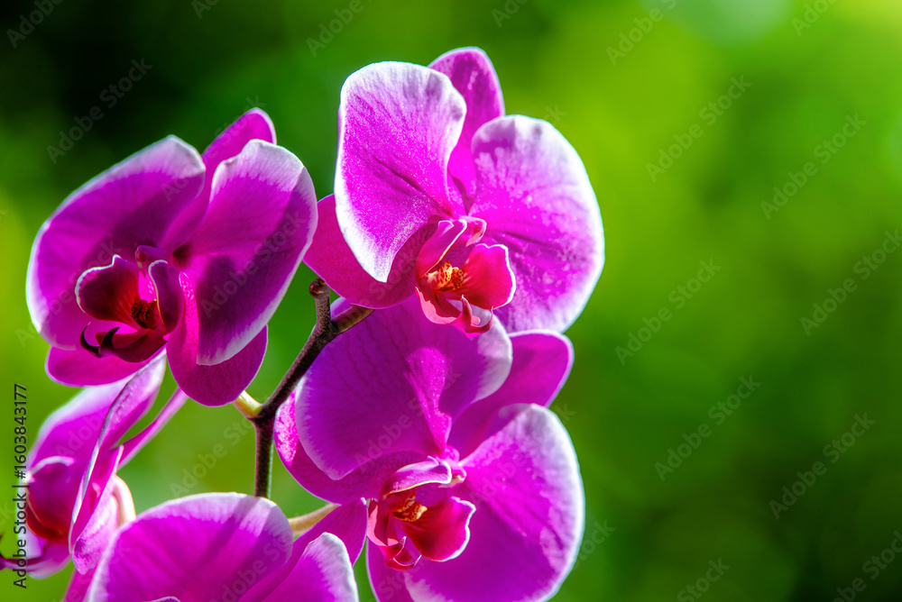 Fototapeta premium Purple Orchid branch on green natural background 