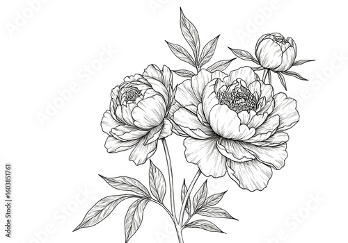 Fototapeta Naklejka Na Ścianę i Meble -  Peony Flower Line Art Drawing