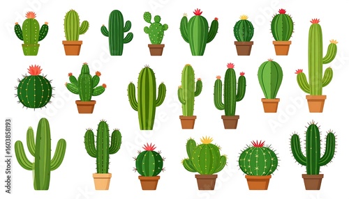 Collection of various cactus plants in pots