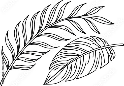 Delicate palm fronds and feather outline black and white