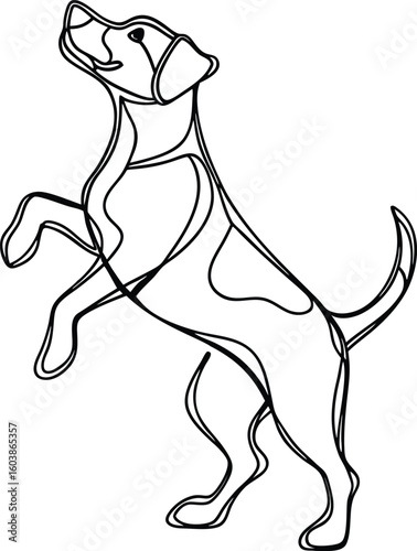 Playful dog standing on hind legs canine animal