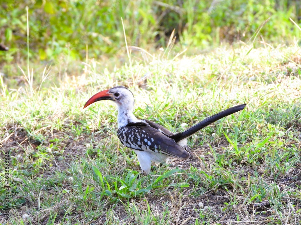 Obraz premium A Red-billed Hornbill in the Tarangire national park