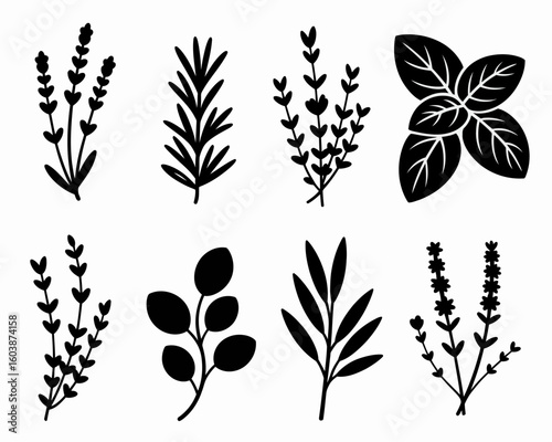 Elegant Herb Collection Black and White Botanical Illustration for Culinary and Design Projects Fresh Aromatics