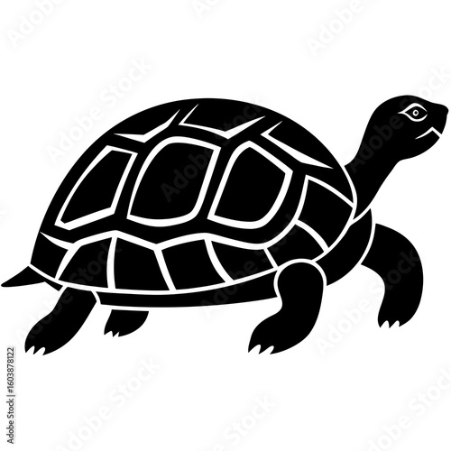 Black turtle walking profile reptile animal