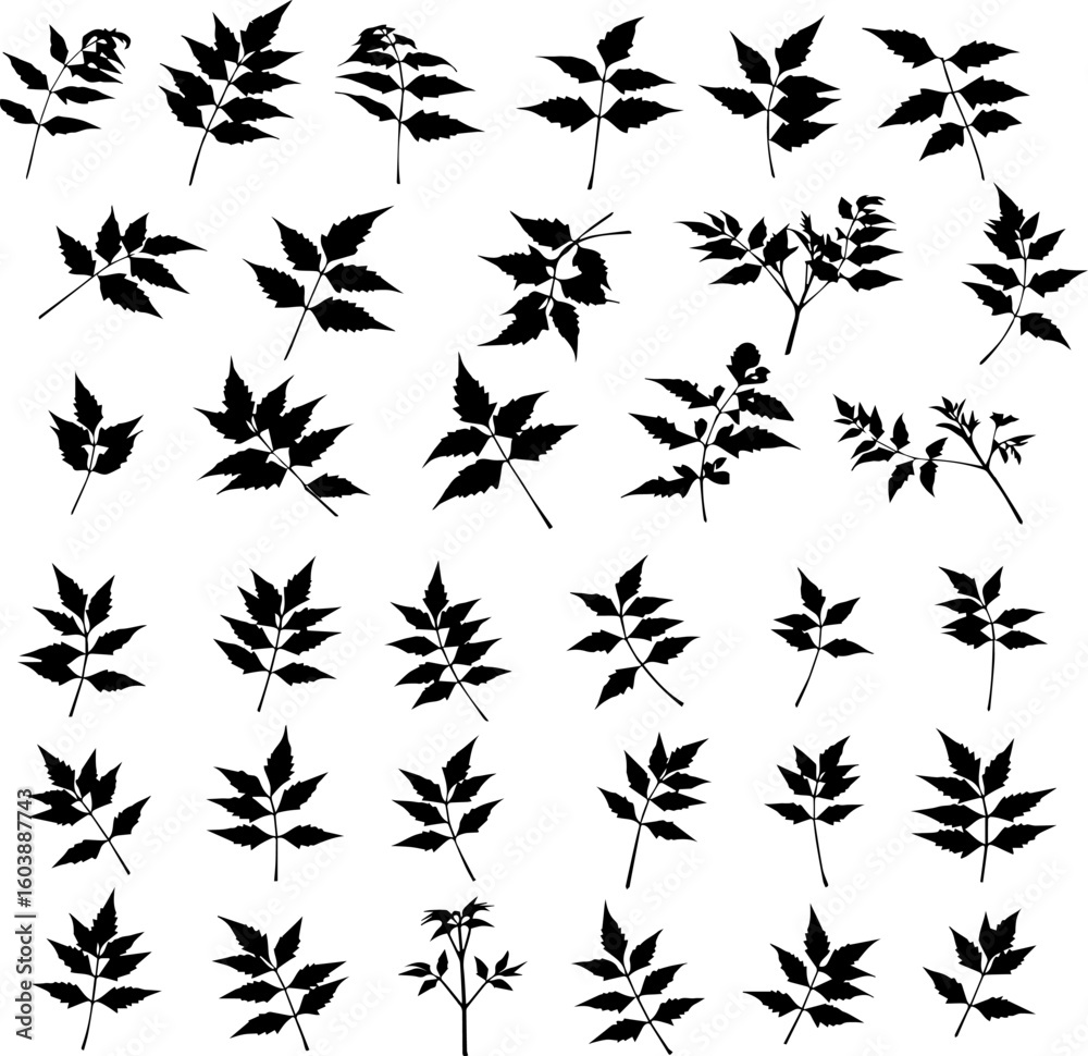 Fototapeta premium Collection of detailed vector silhouettes of various leaves and small branches, isolated on a white background.