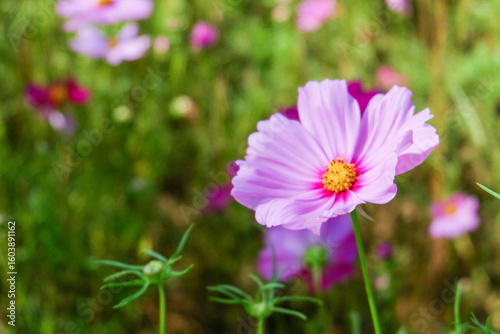 Field of Pink cosmos flowers blooming in garden,wild pink cosmos flowers in spring day,autumn season,view of the various cosmos flowers,Selective focus.