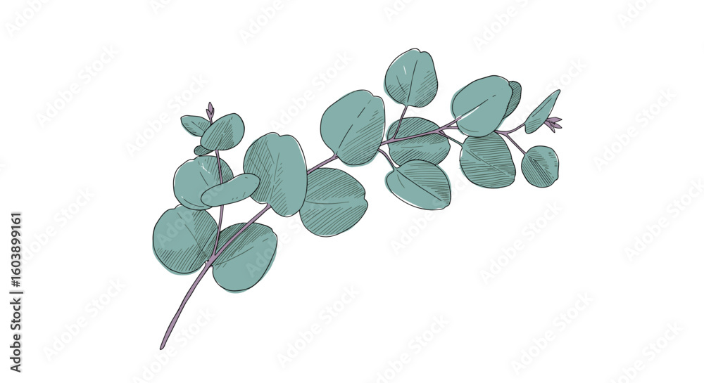 Obraz premium Hand drawn eucalyptus branch on white background