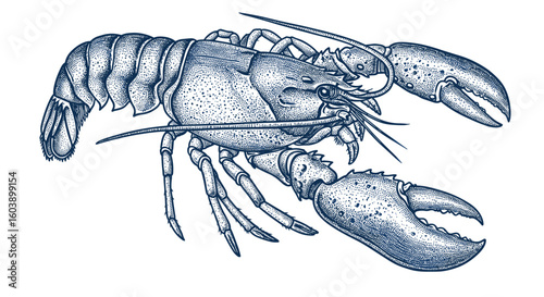 Intricate lobster art: detailed blue crustacean etching on white backg