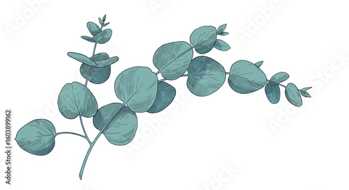 Elegant eucalyptus branch with delicate leaves in hand-drawn style