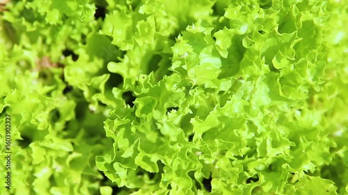 Green lettuce leaves in the garden. Natural background and texture. Organic farm. Healthy eating. Foods rich in vitamins. Agricultural industry.