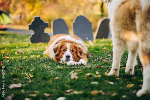 Saint Bernard dog lying on grass with Halloween tombstones