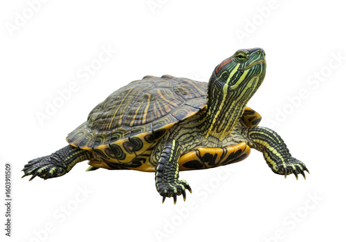 Isolated Red-Eared Slider Turtle with Detailed Shell Pattern