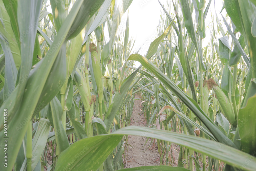 Obraz premium White corn cobs field before harvesting