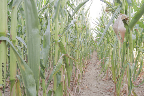 White corn cobs field before harvesting