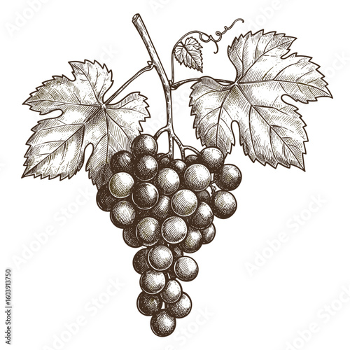 Gravure rétro grappe de raisin avec feuilles, illustration noire et blanche à l’encre, dessinée à la main pour étiquette de vin et design