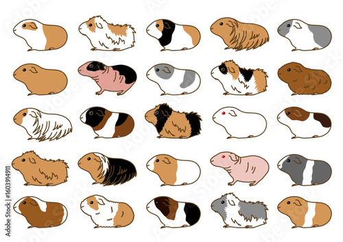 guineapigs