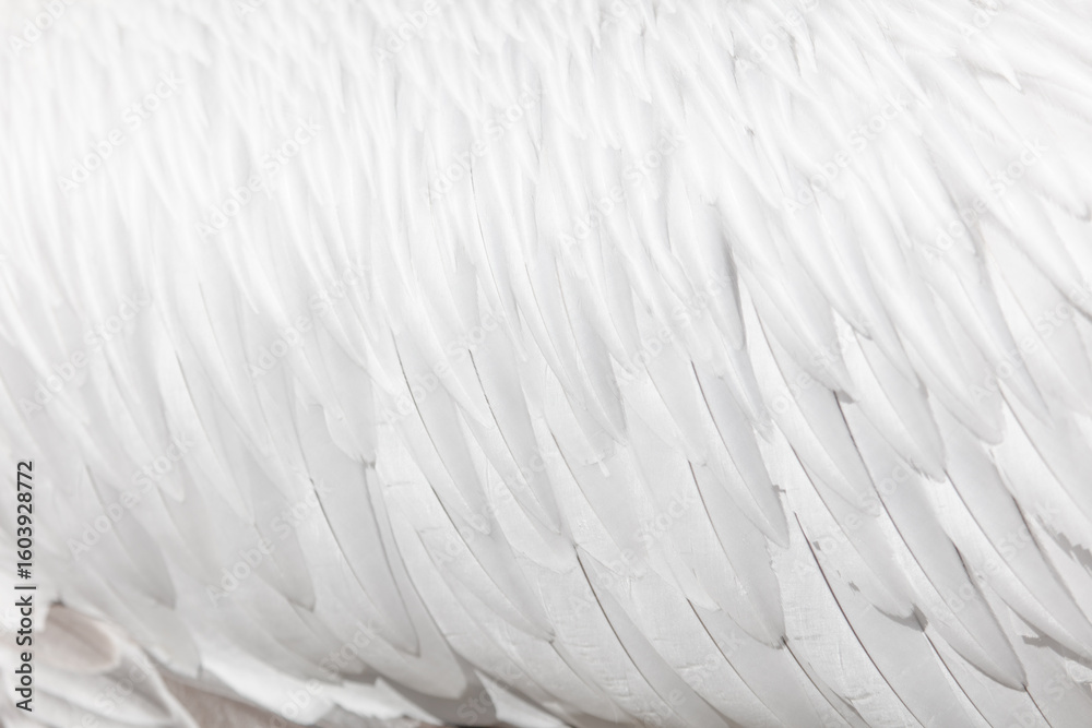 Obraz premium A close up of a bird's feathers