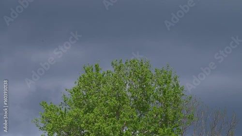 Green tree leaves swaying in strong wind against a rainy sky.