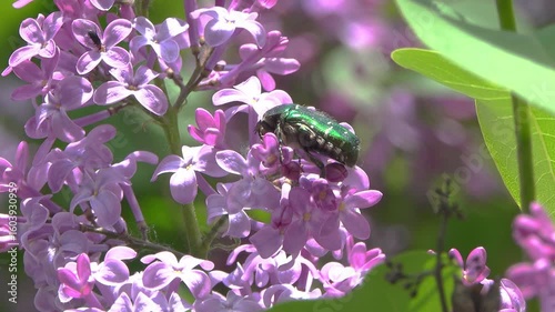 A bronze beetle collecting nectar on a lilac flower.