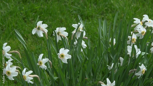 White daffodil flowers against a green grass background.