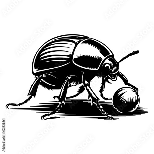 Black and white vector illustration of a dung beetle in a linocut or woodcut style for Nature Enthusiasts and Insect Art Collectors