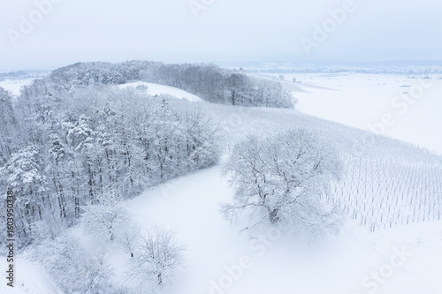 Aerial view of snowy walnut tree landscape in Franconia Bavaria Germany