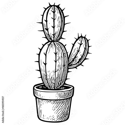 Tall Prickly Cactus in Pot